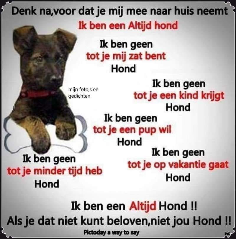 Geen hond